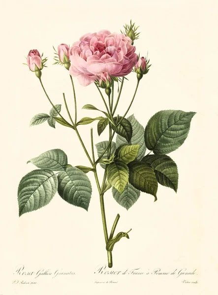 Rosa gallica granatus vintage illustration — Stock Photo, Image
