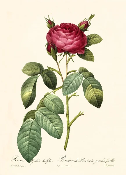 Rosa gallica latifolia vintage εικονογράφηση — Φωτογραφία Αρχείου