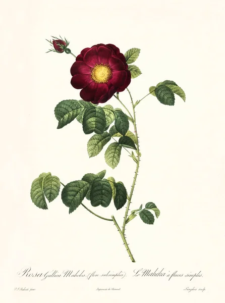 Rosa gallica maheka vintage illustratie — Stockfoto