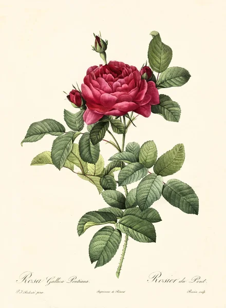 Rosa gallica pontiana vintage illüstrasyon — Stok fotoğraf
