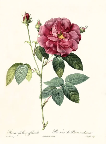 Rosa gallica officinalis vintage ilustrace — Stock fotografie