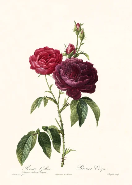 Rosa gallica purpuro vintage illüstrasyon — Stok fotoğraf