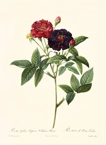 Роза галіца пурпурна старовинна ілюстрація — стокове фото