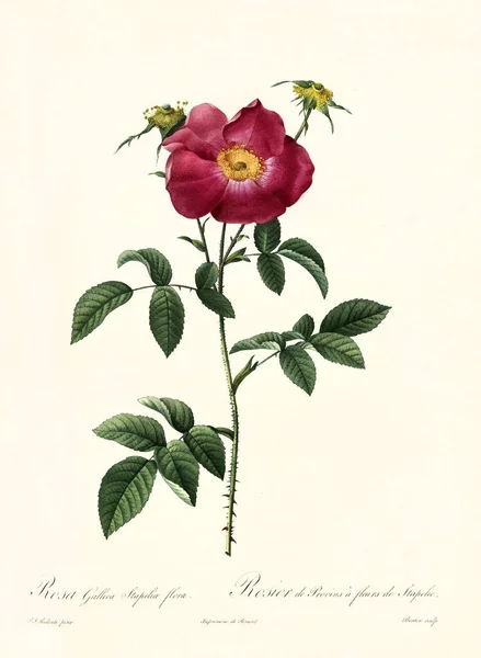 Rosa gallica stapelia vintage illüstrasyon — Stok fotoğraf
