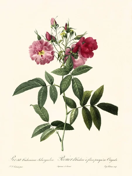 Rosa hudsoniana subcorymbosa vintage ilustracji — Zdjęcie stockowe