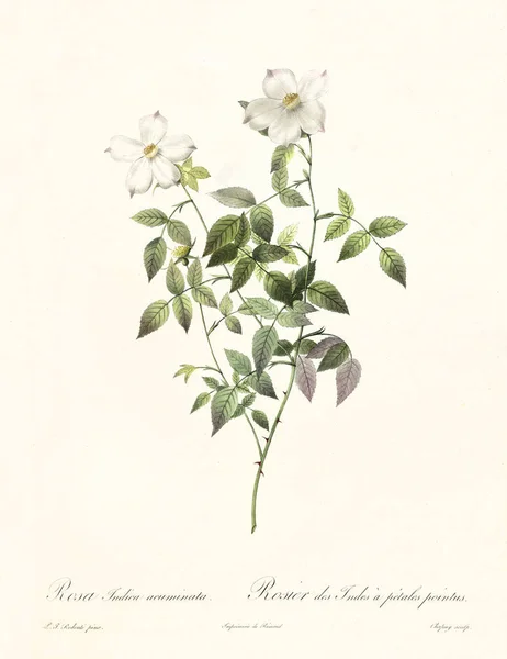 Rosa indica acuminata vintage illustration — Φωτογραφία Αρχείου
