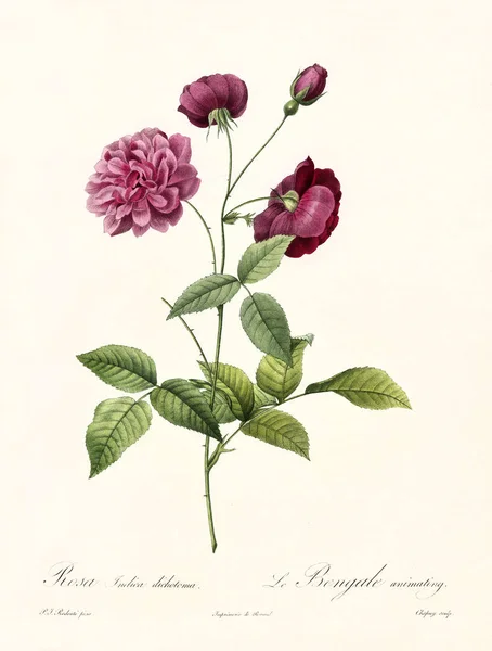 Rosa indica dicotoma ilustração do vintage — Fotografia de Stock