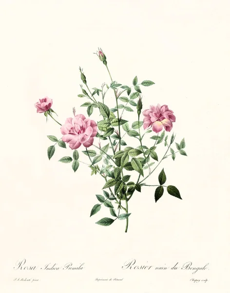Rosa indica pumila vintage illustration — Stock fotografie