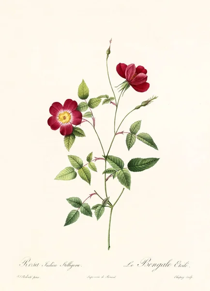 Rosa indica stelligera vintage illustration — Stok fotoğraf