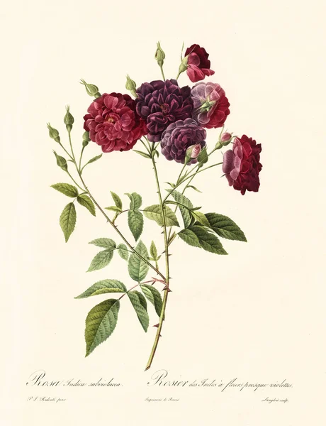 Rosa indica subviolacea vintage illustration — 스톡 사진