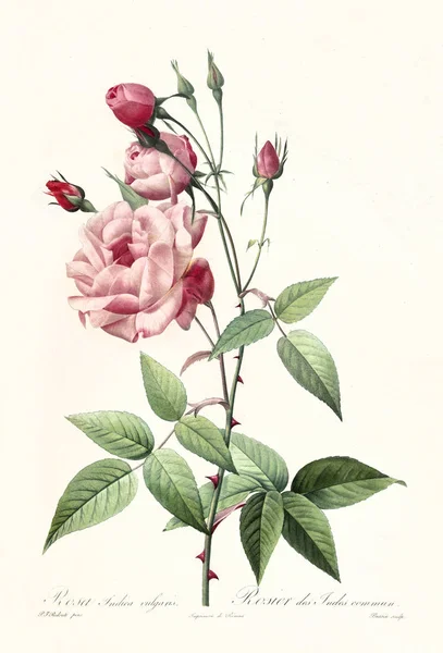 Rosa indica vulgaris vintage illustration — Stock fotografie