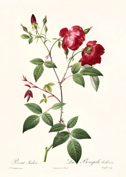 Rosa indica vintage illustration — Stock fotografie