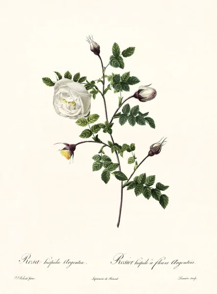 Rosa ispida argentea vintage illustration — Zdjęcie stockowe