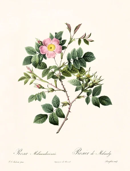 Rosa malmundariensis ilustración vintage — Foto de Stock