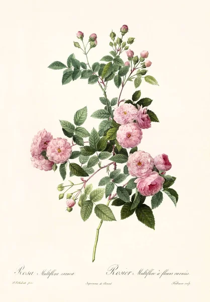 Rosa multiflora carnea vintage illüstrasyon — Stok fotoğraf