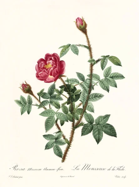 Rosa muscosa anemone flora — Zdjęcie stockowe