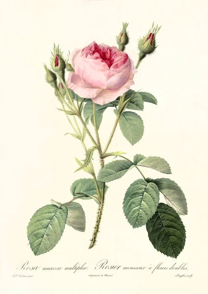 Rosa muscosa multiplex vintage illustration - Stock-foto