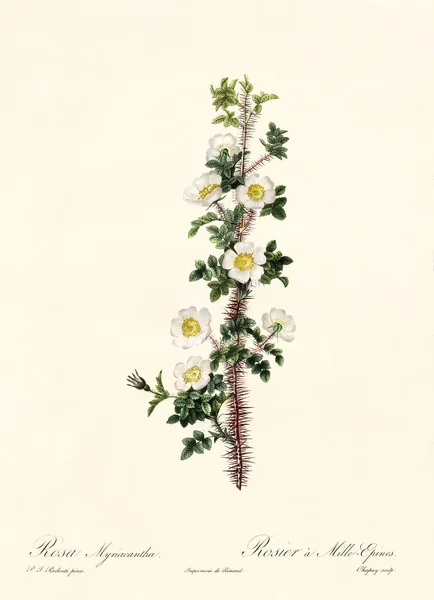 Rosa myriacantha starych ilustracji — Zdjęcie stockowe