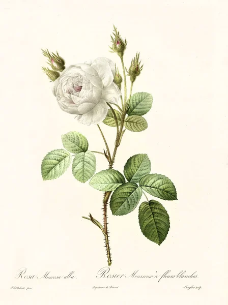 Rosa muscosa alba vintage illustrato — Stock fotografie