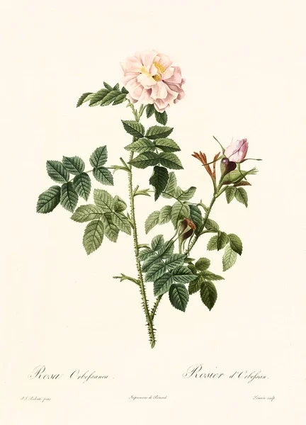 Rosa orbefsanea vintage ilustrace — Stock fotografie