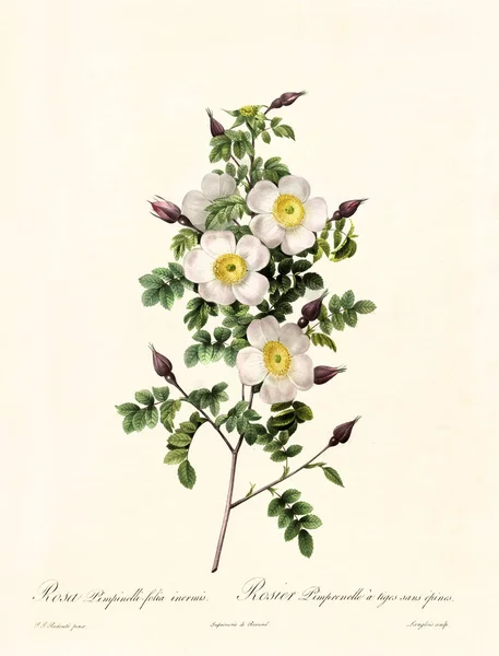 Rosa pimpinellifolia inermis — ストック写真