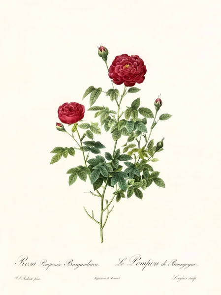 Rosa pomponia burgundiaca — Fotografia de Stock
