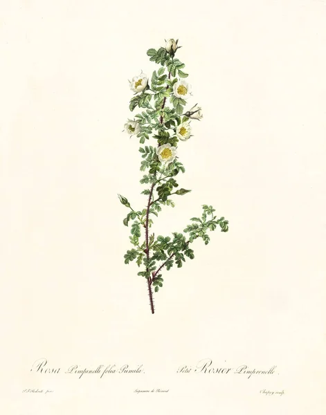 Rosa pimpinellifolia pumila — Φωτογραφία Αρχείου