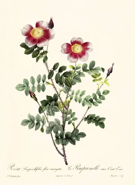 ローザ pimpinellifolia ビンテージ イラスト — ストック写真