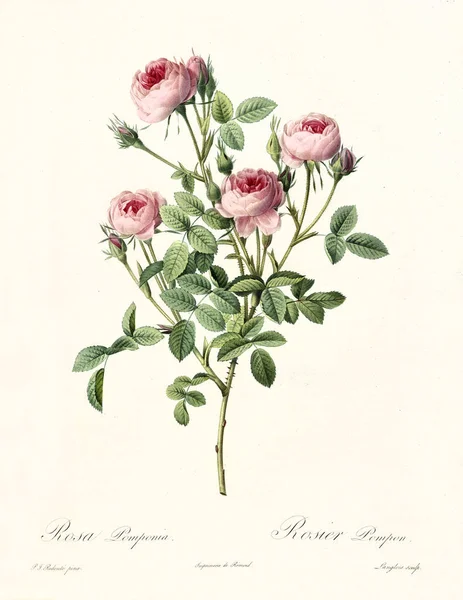 Rosa pomponia ilustração do vintage — Fotografia de Stock