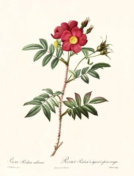 Rosa redutea rubescens — Fotografia de Stock