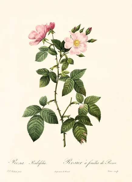 Rosa rubifolia illüstrasyon — Stok fotoğraf