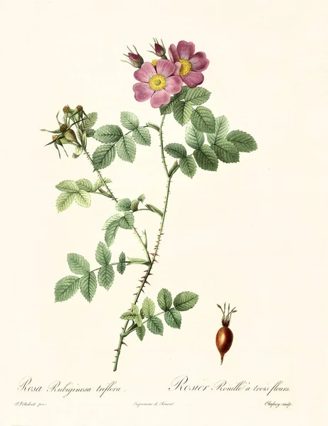 Rosa rubiginosa triflora — Stockfoto