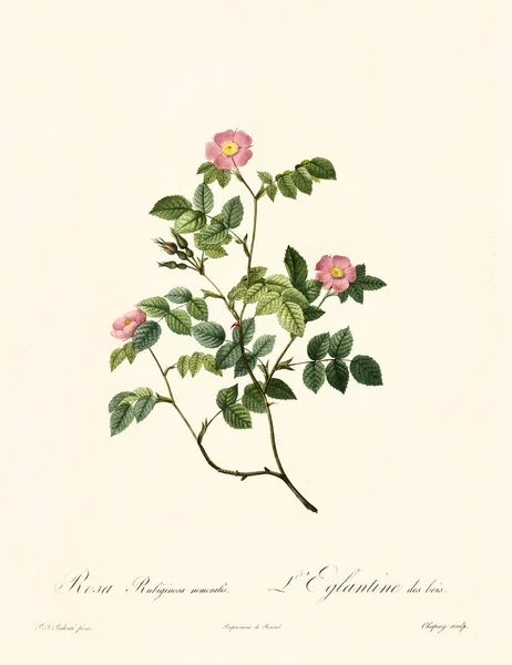 Rosa rubiginosa nemoralis — Φωτογραφία Αρχείου
