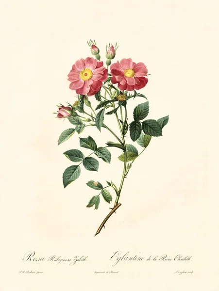 Rosa rubiginosa zabeth — Stock Photo, Image