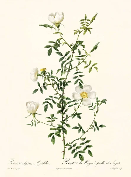 Rosa sepium myrtifolia — ストック写真