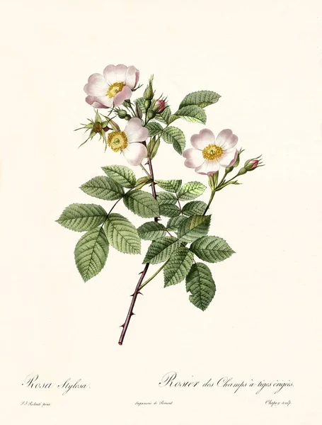 Rosa stylosa starych ilustracji — Zdjęcie stockowe