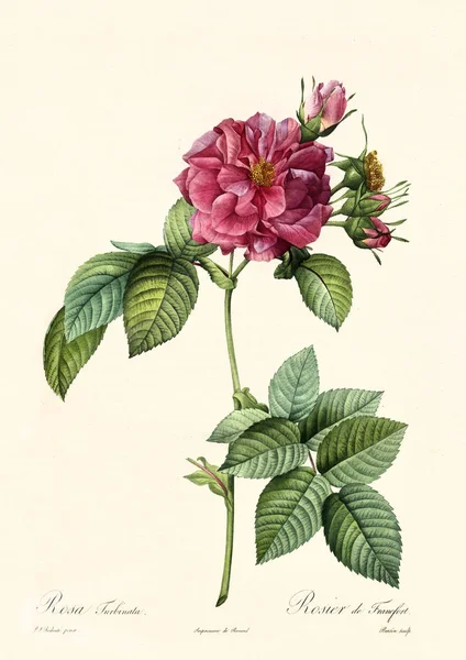 Rosa turbinata illustration — Stock Photo, Image
