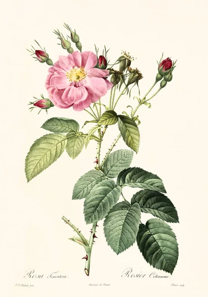 Rosa tomentosa ilustração — Fotografia de Stock