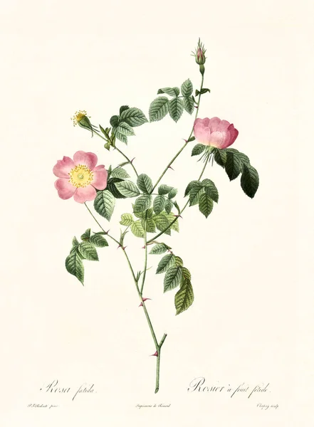 Rosa fétida tomentosa — Fotografia de Stock