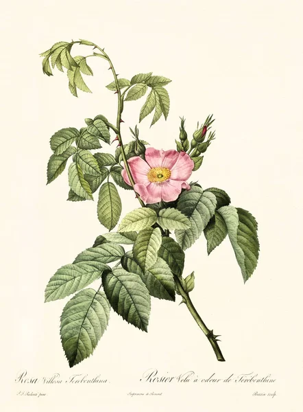 Rosa villosa terebenthina — Φωτογραφία Αρχείου