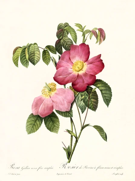 Rosa gallica rosea vintage ilustracji — Zdjęcie stockowe