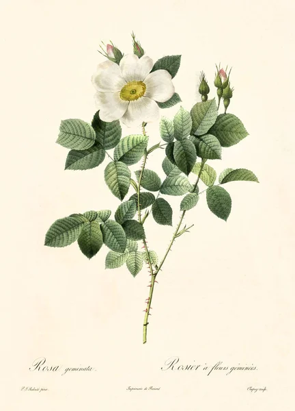 Винтажная иллюстрация Rosa geminata — стоковое фото