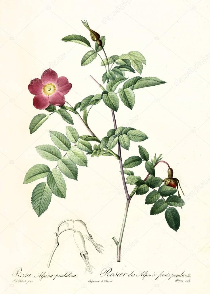Alpine Rose vintage illustration