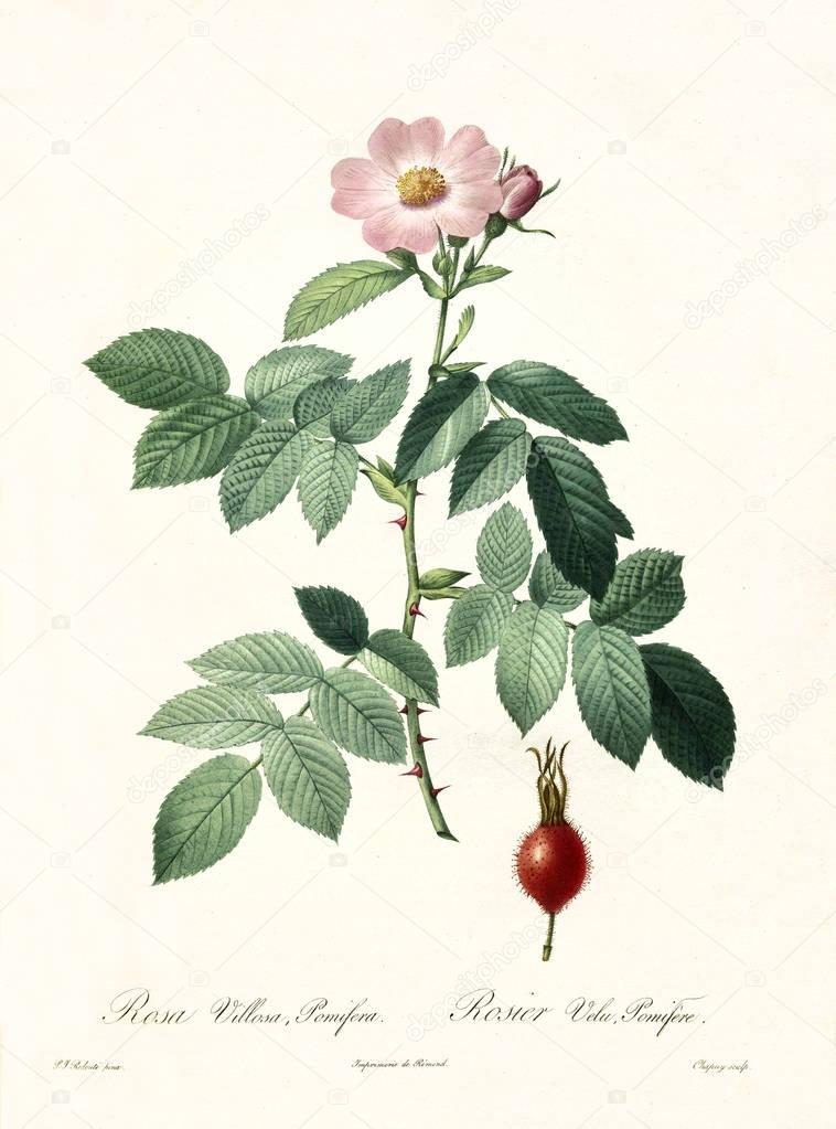 Apple Rose vintage illustration