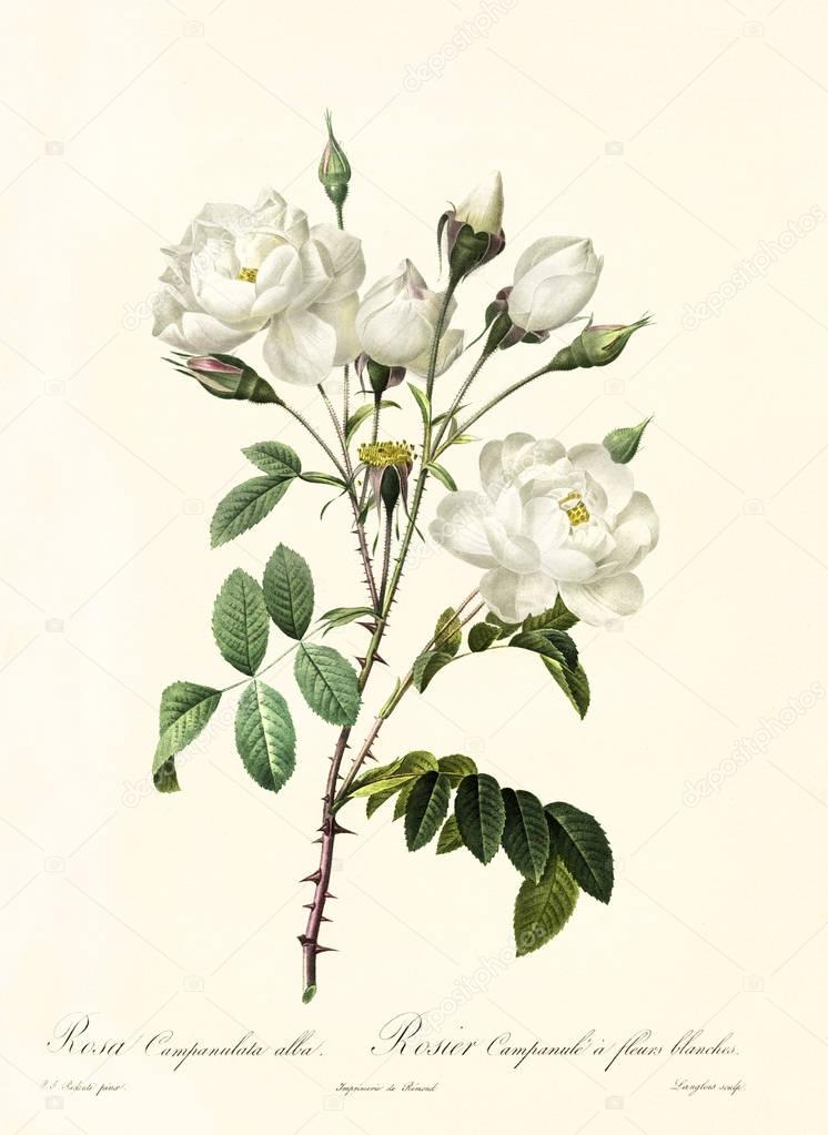 Rosa campanulata alba vintage illustration
