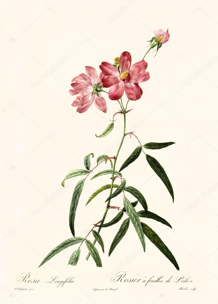 Rosa longifolia vintage illustration
