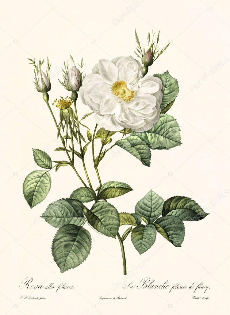 Rosa alba foliacea vintage illustration