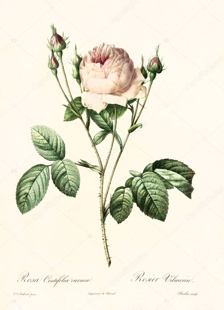Rosa centifolia carnea vintage illustration