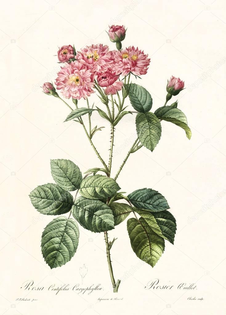 Rosa centifolia caryophyllea vintage illustration