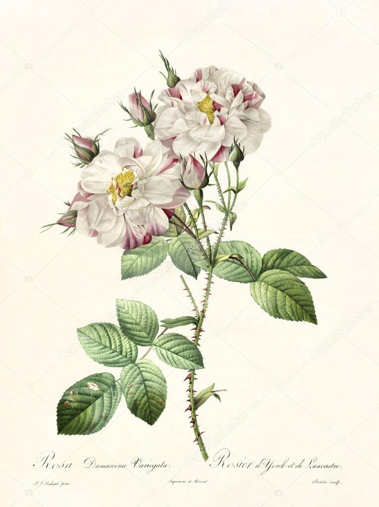 Rosa damascena variegata vintage illustration